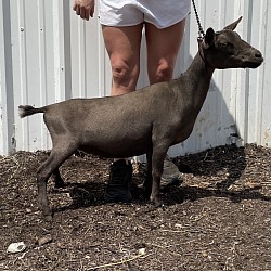 Mango as a dry yearling