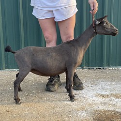 Mango as a dry yearling