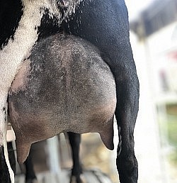 sierra udder