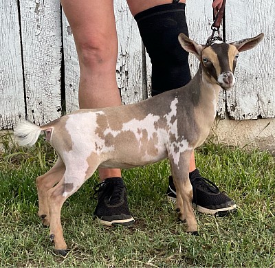Vista Oaks Cajun Cream