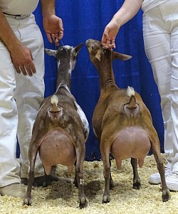2023 National Show 1st Place Dam and Daughter(Unpresidented and Priscilla) Photo Courtesy of Hill Top Farm