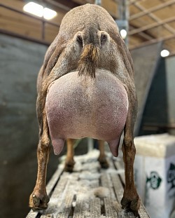 Narcy