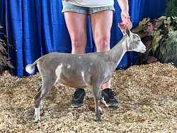 Jr Grand at TN State Fair