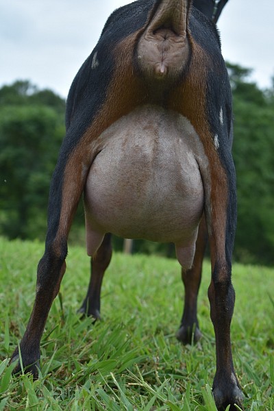 Special yearling ff