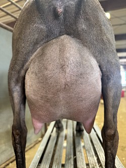 Mango 2F
